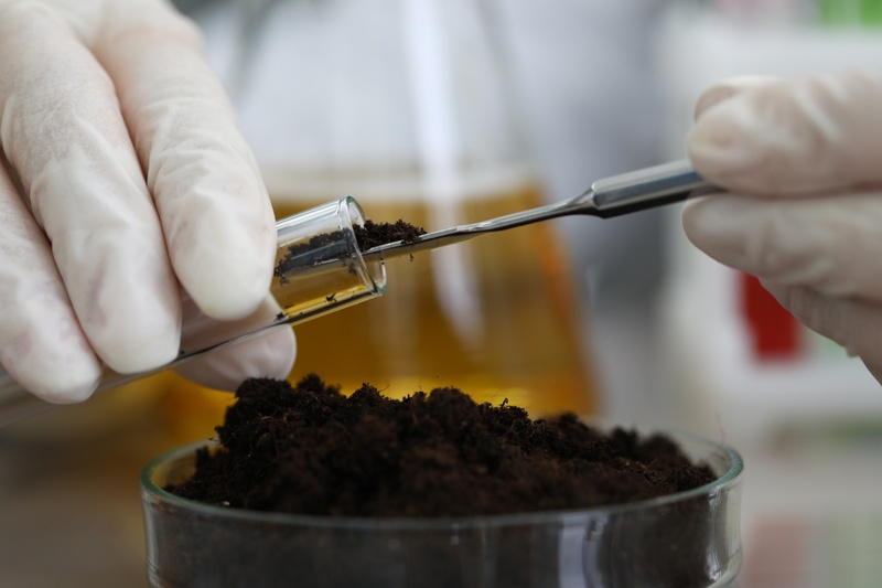 Scientist examining plant