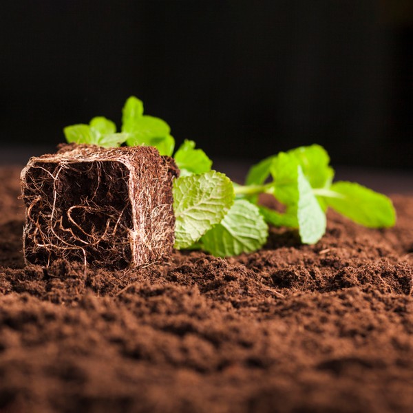 Plant seedling with visible root system