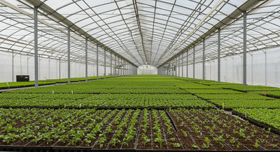 Cuttings propagation