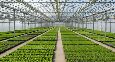 Vegetable seedlings