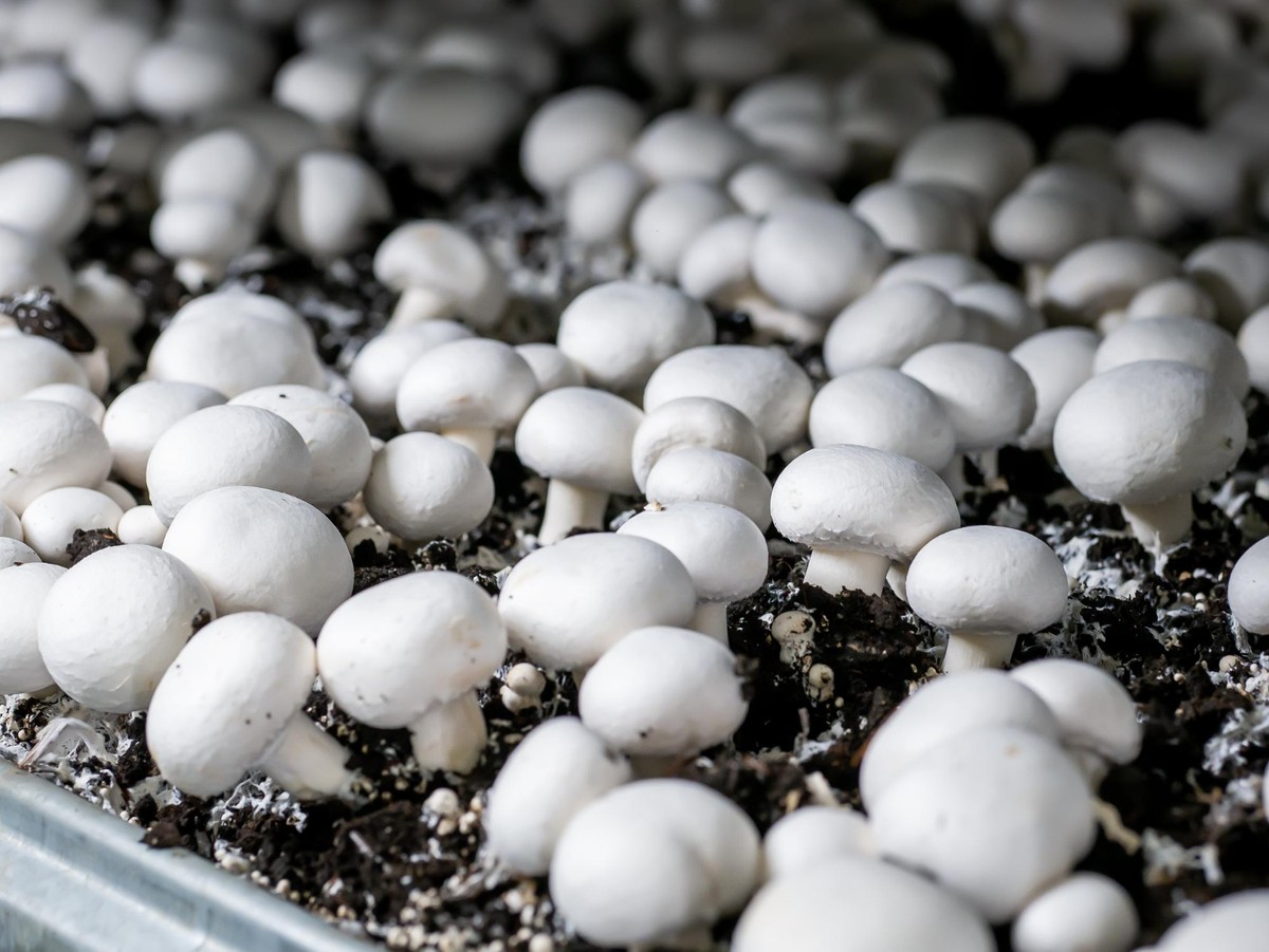 Mushrooms Casing Soil
